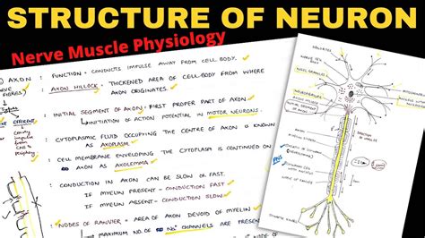 Structure Of Neuron 12 Myelin Sheath Nerve Muscle Physiology