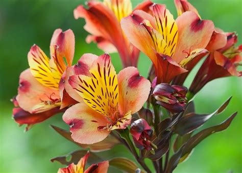 How To Plant Grow And Care For Alstroemerias Alstroemeria Plants