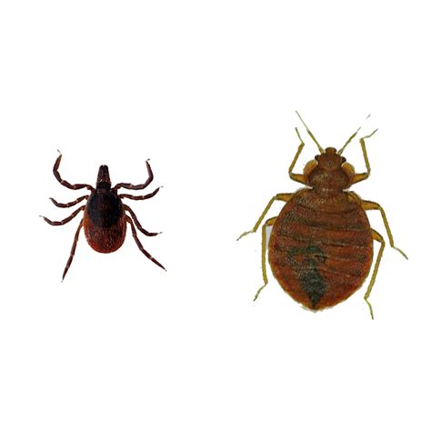 Ticks And Bed Bugs Are They Related Bed Bug Sos