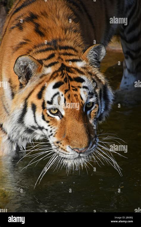 Close Up Portrait Of Young Siberian Tiger Amur Tiger Panthera Tigris