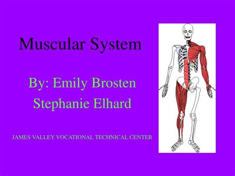 Ppt Muscular System Powerpoint Presentation Free Download Id1288918