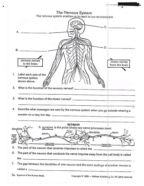Education is the main axis for the development of every human being, which is. Nervous System Worksheets For Kids
