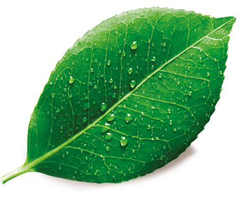 Single Plant Leaf Png Free Image Png All