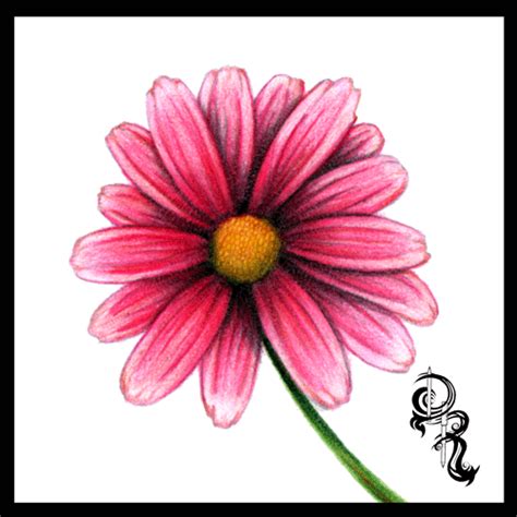 40 beautiful flower drawings and realistic color pencil drawings. Draw A Daisy with RoseArt Colored Pencils - Rose Art