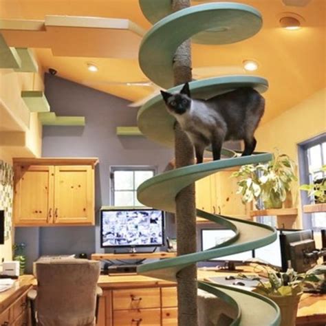Cat Friendly Home Design Indoor Cat Cat Playground Crazy Cats