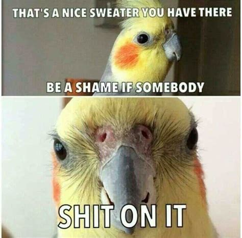 346 Best Birb Memes Images On Pinterest Funny Images Funny Photos