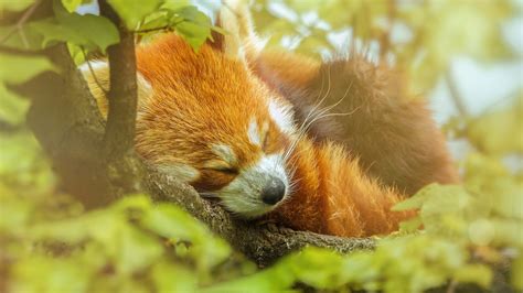 Red Panda Sleeping In A Tree Image Id 324303 Image Abyss
