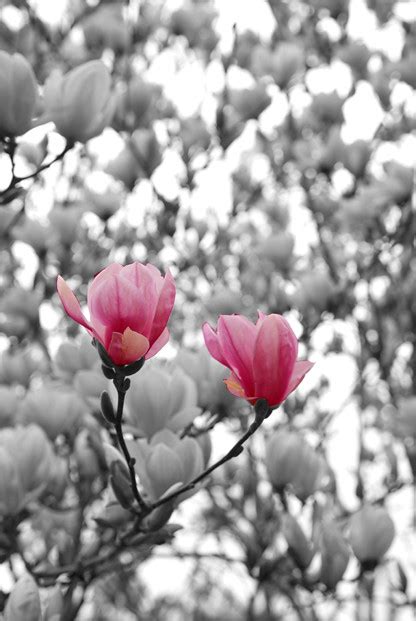 Magnolias In Bloom Magnolias Starting To Come Out In At Th Flickr