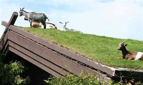 Goat on the roof of a swedish restaurant. Goats on the roof, Door County Wisconsin. | Door county ...
