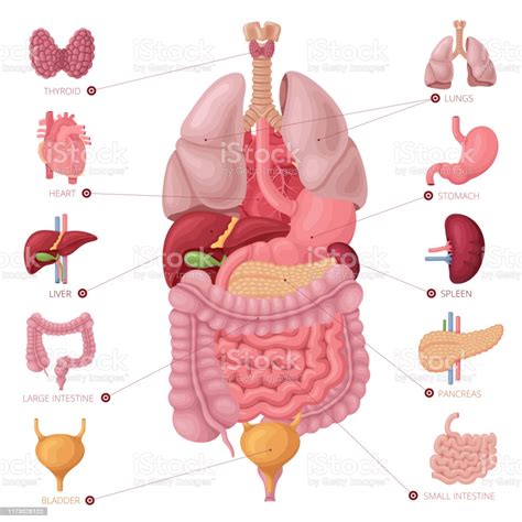 Human Internal Organs Anatomy Vector Stock Illustration Download