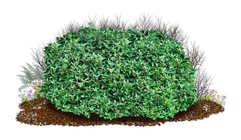 Bushes PNG images free download, bush PNG