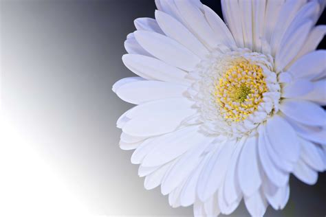 3840x2563 Bloom Blossom Close Up Daisy Flora Flower Gerbera Hd