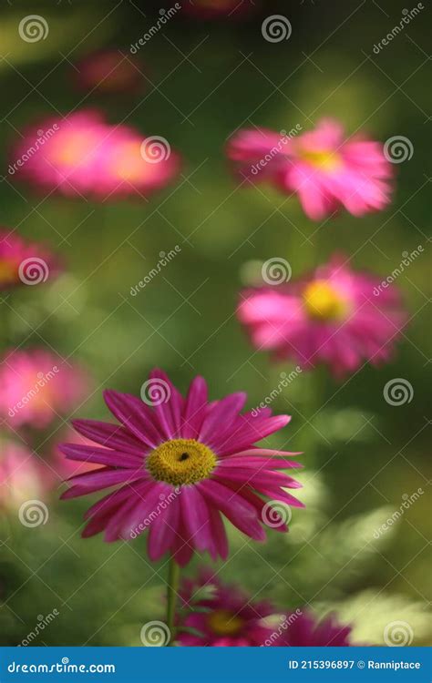 Painted Daisy Robinson S Red Flower Or Pyrethrum Chrysanthemum Stock