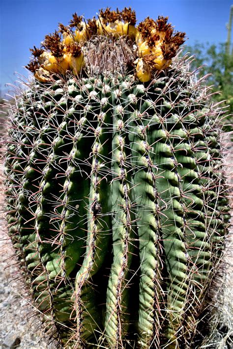 Arizona Barrel Cactus Blooming In Saguaro National Park In Tucson