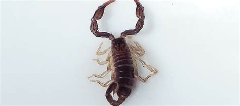 dallass  unwanted house guests  scorpion abc home commercial services blog