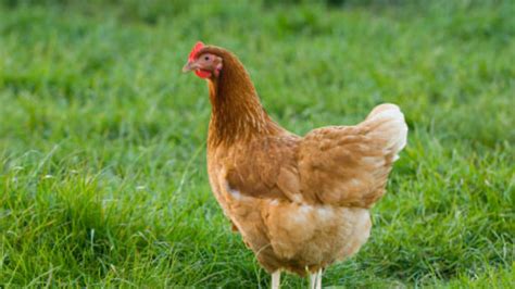 10 Provocative Questions About Raising Chickensanswered Mental Floss