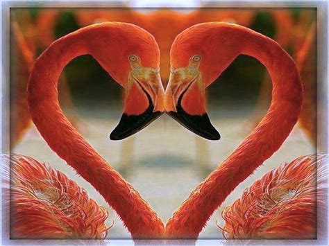 Love Of Flamingos Coral Birds Heart Flamingos Hd Wallpaper Pxfuel