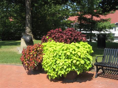 A Bench Sitting Next To A Planter Filled With Green And Red Plants On