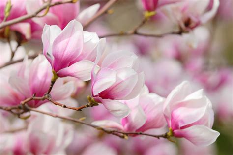 Webmasters, you can add your site in. Best 37+ Magnolia Desktop Backgrounds on HipWallpaper ...