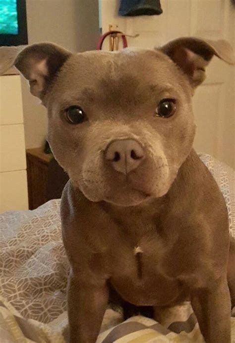 Common Girl On Twitter Pitbull Dog Puppy Cute Baby Animals Cute Animals