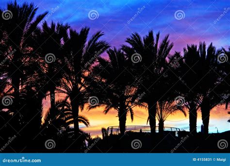 Sunset Palms Stock Image Image Of Colors Shadows Rise 4155831