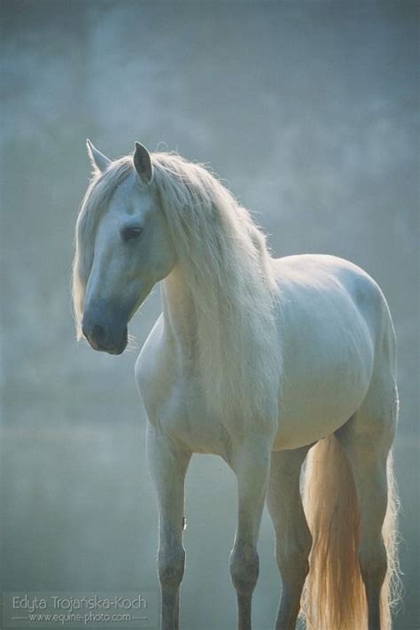 Beautiful White Horse Horses White Horses Most Beautiful Horses