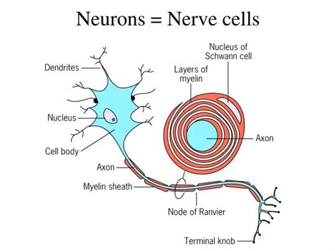Ppt Neurons Nerve Cells Powerpoint Presentation Free Download Id