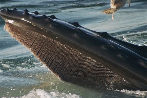 There are two types of whales, baleen and toothed whales. baleen | Dolphin Fleet Whale Watch