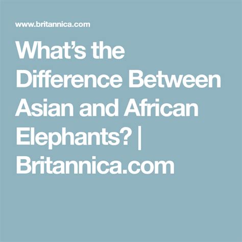 what s the difference between asian and african elephants african elephant elephant african