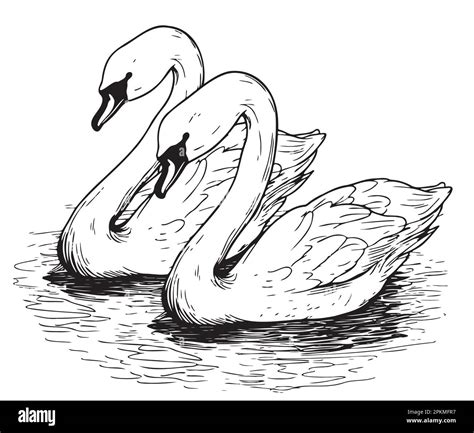 Swans Swimming In The Pond Hand Drawn Sketch In Doodle Style