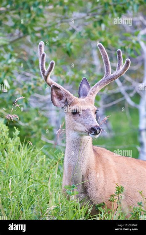 Mule Deer Buck Odocoileus Hemionus In The Tall Grass Velvet Antlers