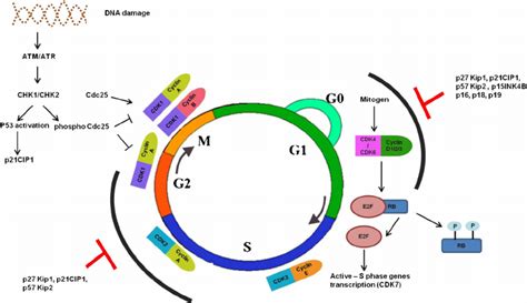 A Schematic Representation Of The Cell Cycle With Different Regulatory