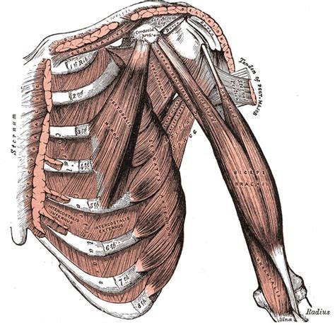 Anatomy Shoulder And Upper Limb Arm Muscles Statpearl