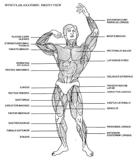 Printable Muscle Anatomy Chart Muscle Anatomy Turnaround By