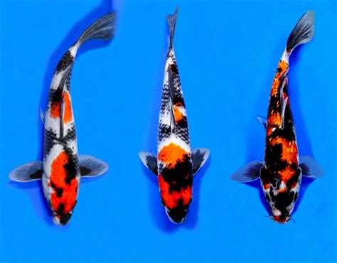 Selection Blue Ridge Koi And Goldfish Koi Koi Fish Butterfly Koi