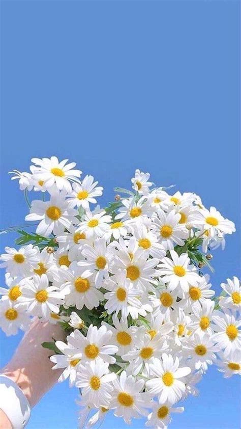 Flowers 🌺 On Twitter Daisy Wallpaper Flower Iphone Wallpaper Flower
