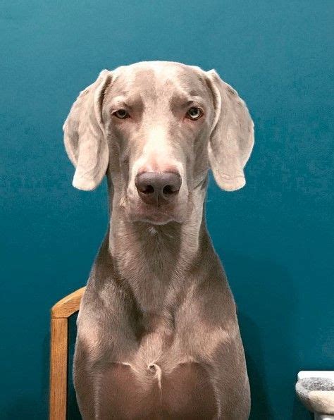 14 Tips For Raising And Training Weimaraners Equine Photography Animal