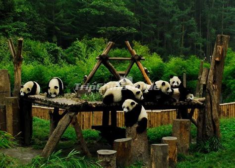 Sichuan Giant Pandas Playing Sichuan Giant Panda Sanctuaries Photos