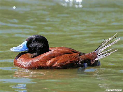 Identify Lake Duck Or Argentine Ruddy Duck Wildfowl Photography