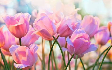 Descargar Fondos De Pantalla 4k Rosa Tulipanes Bokeh Primavera
