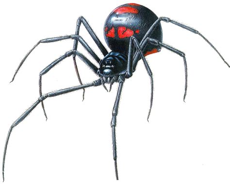 Black Widows Creepypasta Wiki Black Widow Spider Spider Art Widow