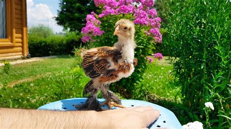 32 Days Old Gold Brahma Baby CHICKS Brahma Chicken Video 4K YouTube