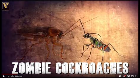 Karate Kicks Keep Cockroaches From Becoming Zombies Wasp Chow Pct Pest Control Technology