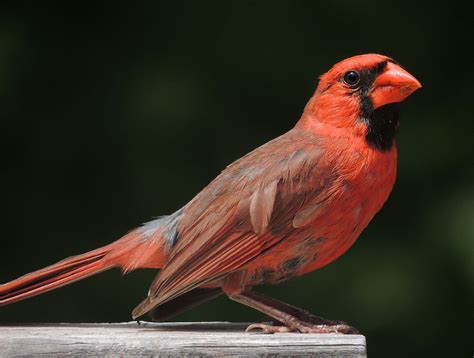 Cardinal Bird Wikipedia