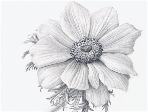 Pencil Drawing Images Flowers At Getdrawings Free Download