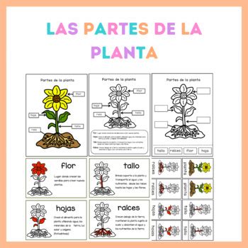 Las Partes De La Planta Interactive Worksheet Kulturaupice