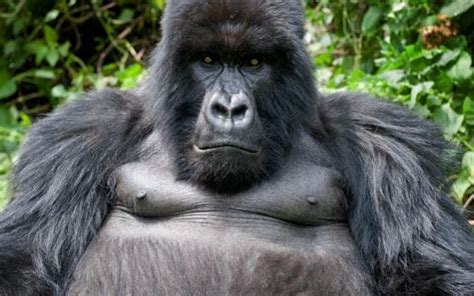 Revealed The Surprising Genetic Link Between Men And Gorillas