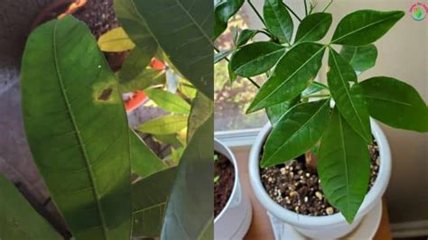 Maybe you would like to learn more about one of these? Brown Spots on Money Tree Leaves (Causes And How to Fix It) - Garden For Indoor