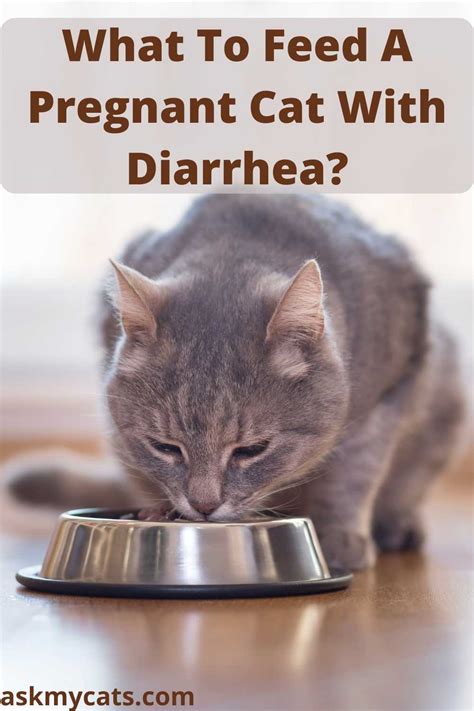 Pregnant Cat Diarrhea Reasons Solutions