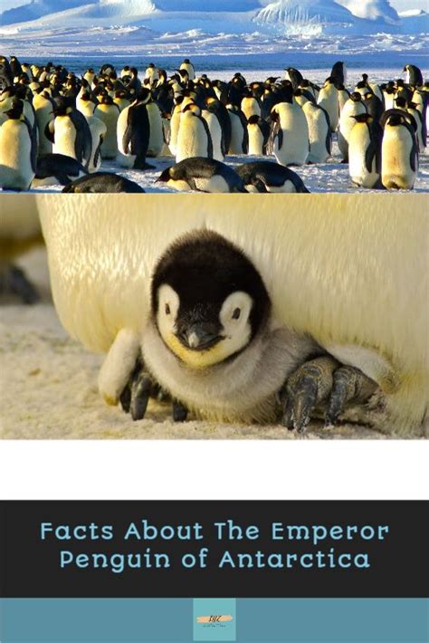 Facts About The Emperor Penguin Of Antarctica Artofit